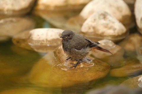 Black Redstart (Phoenicurus ochruros) – a fledgling bathing in a garden pond, Allgäu, Bavaria,