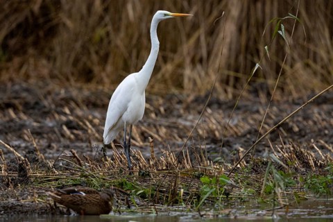 Great White Egret (Egretta alba) Germany