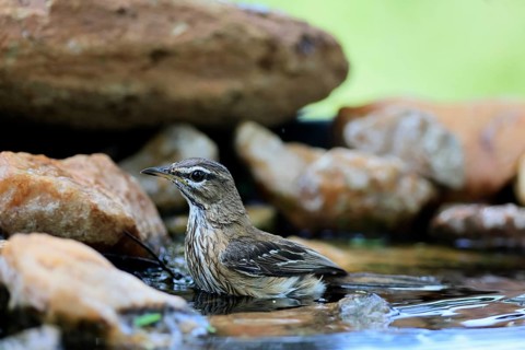 White-browed Warbler (Cercotrichas leucophrys), White-browed Bush Redstart, adult, alert, water,