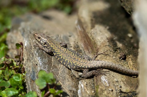 Common wall lizard, Podarcis muralis, reptiles, lizards, reptilia