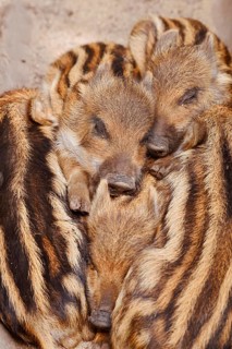 Wild boar (Sus scrofa), piglets huddled close together, North Rhine-Westphalia, Germany