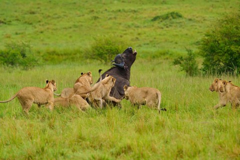 A pride of lions attacks a buffalo, which is desperately fighting back on the savannah: lion