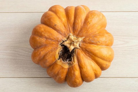 A large, orange pumpkin with a slightly damaged surface sits on a light wooden floor. Sunlight