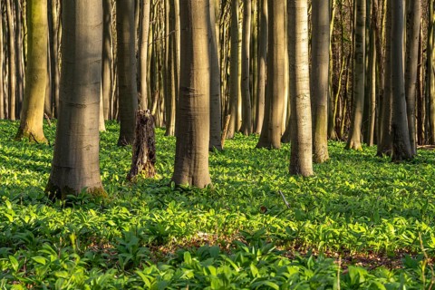 An idyllic deciduous forest in spring, the forest floor covered in green wild garlic (Allium