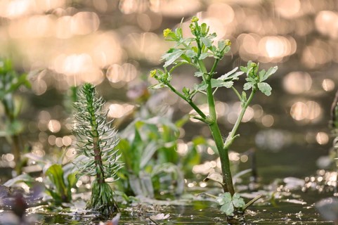 Common horsetail (Hippuris vulgaris) and flowering poisonous buttercup (Ranunculus sceleratus),