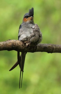 Crested Treeswift (Hemiprocne coronata) male with chick, Maharashtra, India