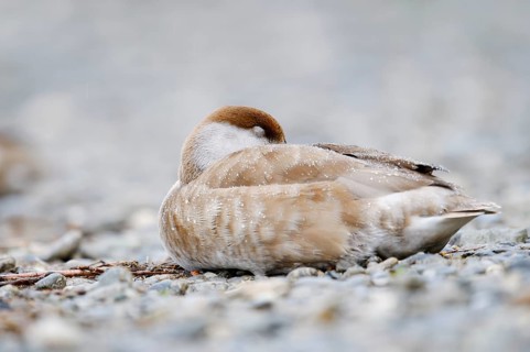Red-crested Pochard (Netta rufina), female resting on the shore, Lake Constance, Baden-Württemberg,