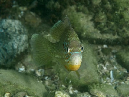 A colourful pumpkinseed sunfish (Lepomis gibbosus) swims over rocks in the clear water at the