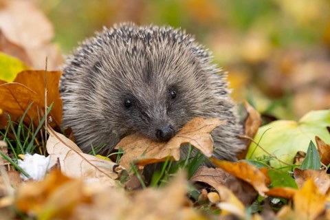 European hedgehog (Erinaceus europaeus) adult animal collecting an autumn colour tree leaf for