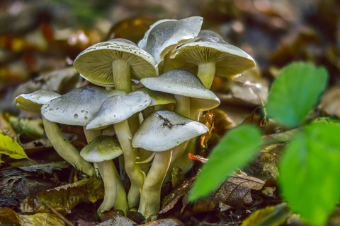 Knight, Soap Knight, Tricholoma Saponaceum, Laundry Knight, Fungus, Mushrooms, Soap Tricholoma,