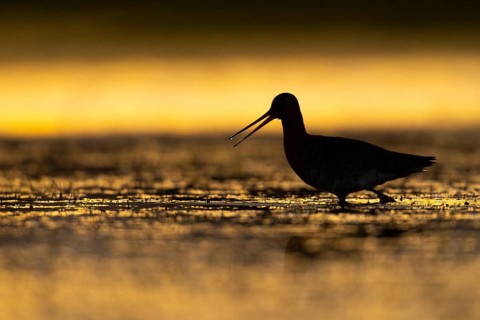Black-tailed Godwit (Limosa limosa) in a wet meadow, Oldenburg Münsterland, Huede, Lower Saxony,
