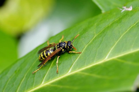 House field wasp (Polistes dominula), yellow, black, close-up, leaf