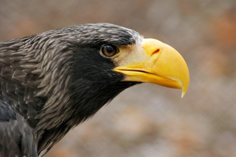 Giant Sea Eagle - Stiller's Sea Eagle, Germany