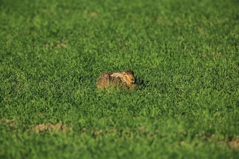 A hare lies flat in the green grass, barely visible against its surroundings, a European hare