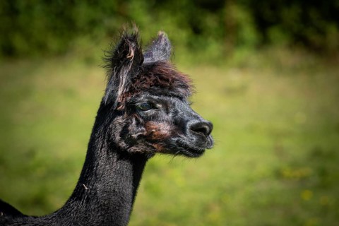 A black alpaca is shown in profile against a green, blurred summer landscape, alpaca (Vicugna