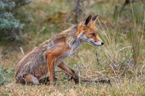 Red fox (Vulpes vulpes), Zandvoort, Netherlands