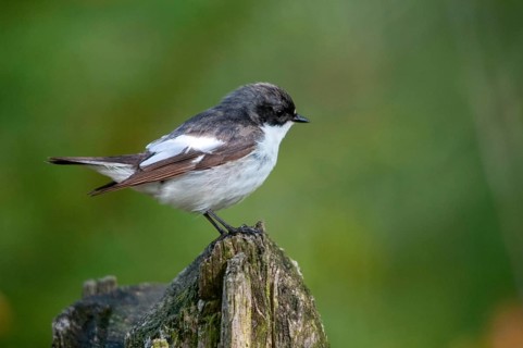 Ficedula hypoleuca, pied flycatcher, mourning snapper, mourning snapper, birds, male, passeri,