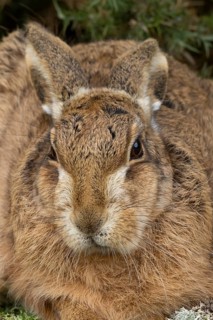 European brown hare (Lepus europaeus) adult animal head portrait, England, United Kingdom