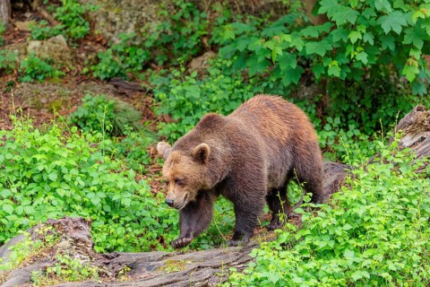 A female brown bear (Ursus arctos arctos) is walking through dense vegetation in hilly terrain,