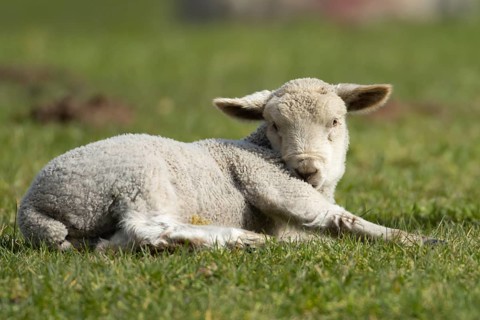 Domestic sheep (Ovis aries) juvenile baby lamb animal resting in a grass field, England, United