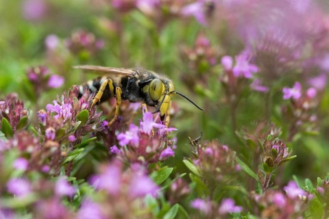 Bembix rostrata, common European sand wasp, crabroniade, hymenoptera, gyro wasp, digging wasps,