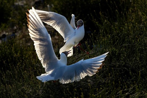 Two black-headed gulls (Chroicocephalus ridibundus) are locked in a fierce battle for a nesting