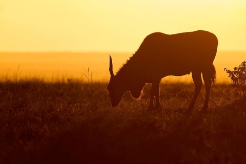 The silhouette of an antelope silhouetted against the setting sun in the savannah: the elen
