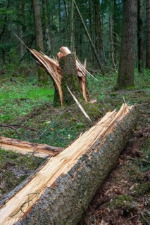 Wind throw in the forest near the Ahlhorn fish ponds, Ahlhorn, Lower Saxony, Germany