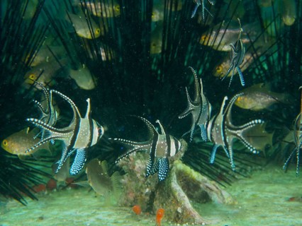 A school of Banggai cardinalfish (Pterapogon kauderni) seek shelter amongst the spines of Diadem