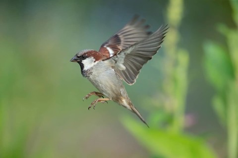 House sparrow (Passer domesticus) adult male bird flying, England, United Kingdom