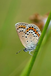Argus blue, honeyclover blue, plebeius argus, silver-studded blue, blue, butterfly, high size,