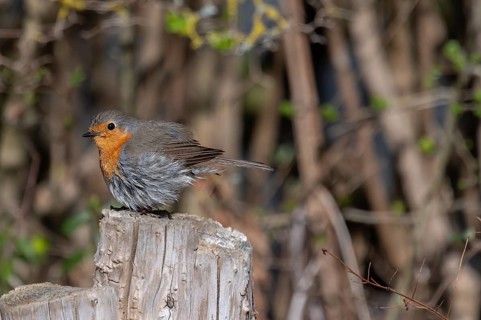 Robin (Erithacus rubecula) on a tree stump, Bavaria, Germany