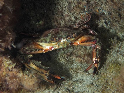 Red swimming crab (Cronius ruber) with claws on a sandy seabed amongst seaweed, dive site: El