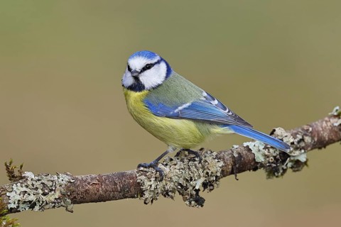 Blue Tit (Parus caeruleus), perched on a branch covered in lichen, Wilnsdorf, North