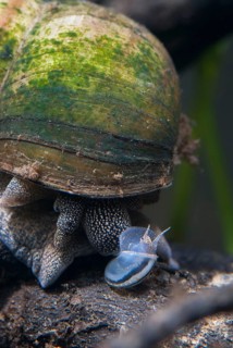 Danube river cover snail, viviparus acerosus, gastropoda, high size, vertical format, mollusca,