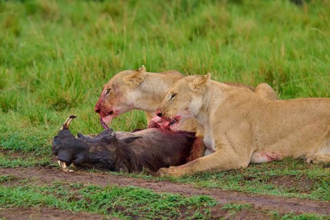 Lions intently focused on their prey, a wilderness scene with grass, a warthog (Phacochoerus