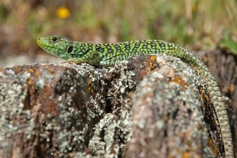 Ocellated lizard, pearl lizard, Timon lepidus, critters, lizards, extremadura, adolescent, jewelled
