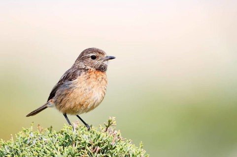 Stonechat (Saxicola rubicola), female, Algarve, Portugal
