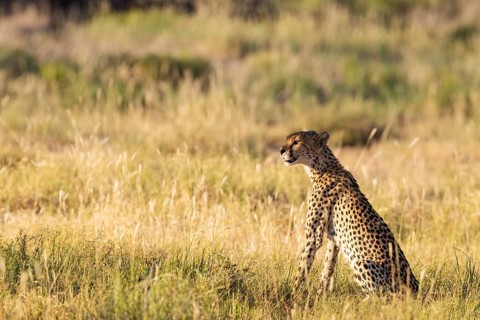Cheetah (Acinonyx jubatus). Female. Kalahari Desert, Kgalagadi Transfrontier Park, South Africa