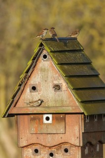 House sparrow (Passer domesticus) adult birds at a communial nest box, England, United Kingdom