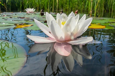 A flowering water lily (Nymphaea) on a lake, Müritz National Park, Feldberg Lake District, Lower