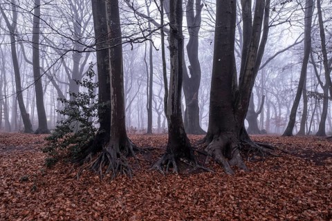 Beech forest (Fagus sylvatica) in the fog, Emsland, Lower Saxony, Germany