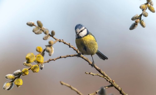 Blue tit, parus caeruleus, birds, spring, tits, passeri, songbirds, songbirds, jump, tits, birds