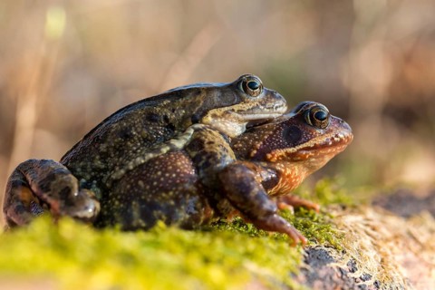Amplexus, common frog, Rana temporaria, amphibians, amphibians, frog, frog, frogs, spring, clasp