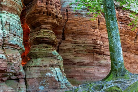 Beech (Fagus), beech family (Fagaceae), red sandstone cliff, glowing rock, Altschlossfelsen, Dahn,