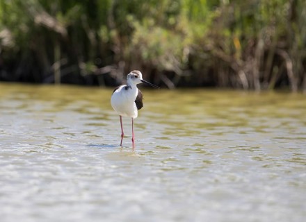 Black-winged Black-winged Stilt (Himantopus himantopus), Provence, Camargue, France