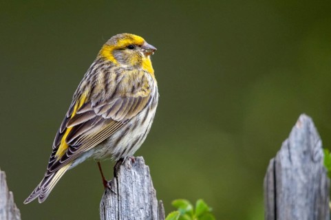 European Serin, serine, serinus serinus, birds, garden fence, garden fence, male, passeri,