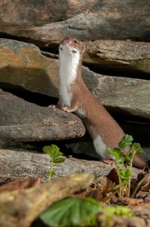 Carnivora, least weasel, mouse weasel, mustela nivalis, predators, high size, portrait format,