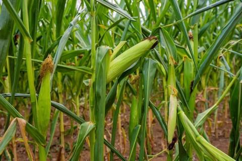 An unpeeled corn corn cob grows in a narrow corn field, corn field, Gechingen, Germany