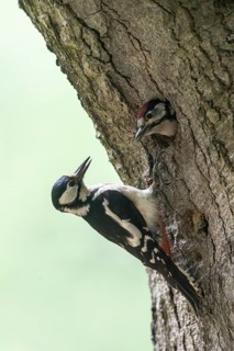 Great spotted woodpecker (Dendrocopos major) at the cave with young, Emsland, Lower Saxony, Germany